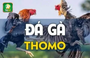 Đá Gà Trực Tiếp Thomo